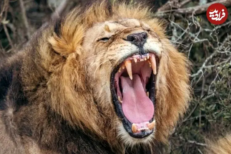 محققان با هوش مصنوعی نوع جدیدی از غرش شیرها را کشف کردند