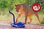ببینید؛ نبرد حماسی عقاب، مامبای سیاه و شیرها در حیات وحش