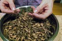 (ویدئو) مزرعه پرورش جیرجیرک در تایلند؛ فرایند برداشت و بسته بندی صنعتی جیرجیرک