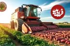 ببینید| چگونه آمریکایی ها صدها تن سیب زمینی شیرین را برداشت و فرآوری می کنند؟