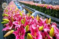 ببینید| چگونه میلیون ها گل لیلیوم در هلند کاشت، برداشت و فرآوری می شود؟