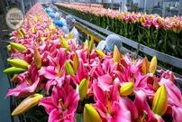 ببینید| چگونه میلیون ها گل لیلیوم در هلند کاشت، برداشت و فرآوری می شود؟