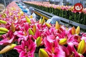 ببینید| چگونه میلیون ها گل لیلیوم در هلند کاشت، برداشت و فرآوری می شود؟