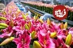 ببینید| چگونه میلیون ها گل لیلیوم در هلند کاشت، برداشت و فرآوری می شود؟