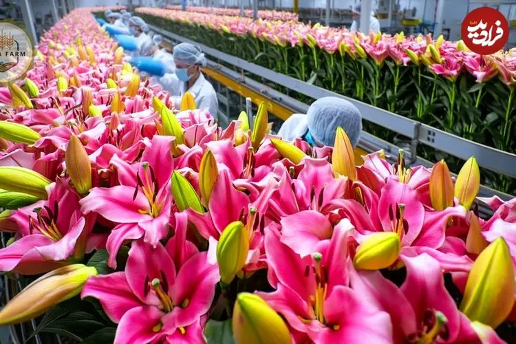 ببینید| چگونه میلیون ها گل لیلیوم در هلند کاشت، برداشت و فرآوری می شود؟