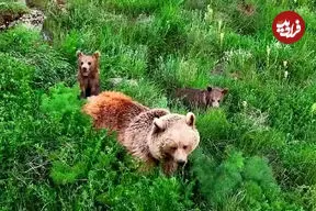 ببینید| علف خوردن خرس قهوه‌ای و دو توله‌اش در دامنه سبلان