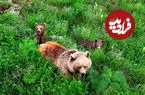 ببینید| علف خوردن خرس قهوه‌ای و دو توله‌اش در دامنه سبلان