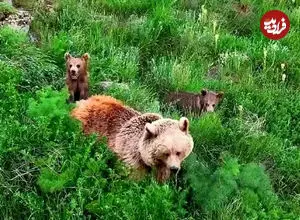 ببینید| علف خوردن خرس قهوه‌ای و دو توله‌اش در دامنه سبلان