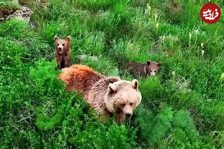 ببینید| علف خوردن خرس قهوه‌ای و دو توله‌اش در دامنه سبلان