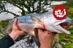 ببینید| غذای روستایی در انگلیس؛ پخت ماهی سالمون روی سنگ و در جنگل