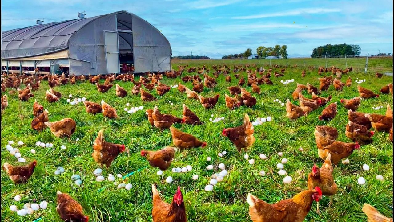 (ویدئو) فرآیند پرورش میلیون ها مرغ محلی؛ نحوه بسته بندی گوشت و تخم مرغ سنتی