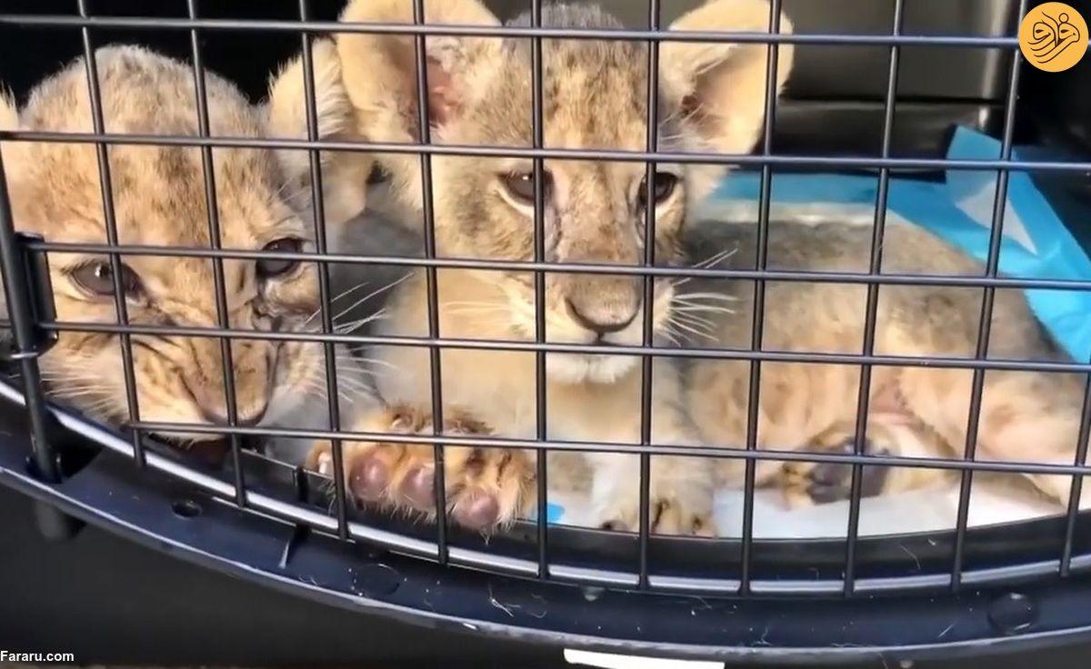 (ویدئو) کشف دو توله شیر قاچاق شده از سوریه به لبنان