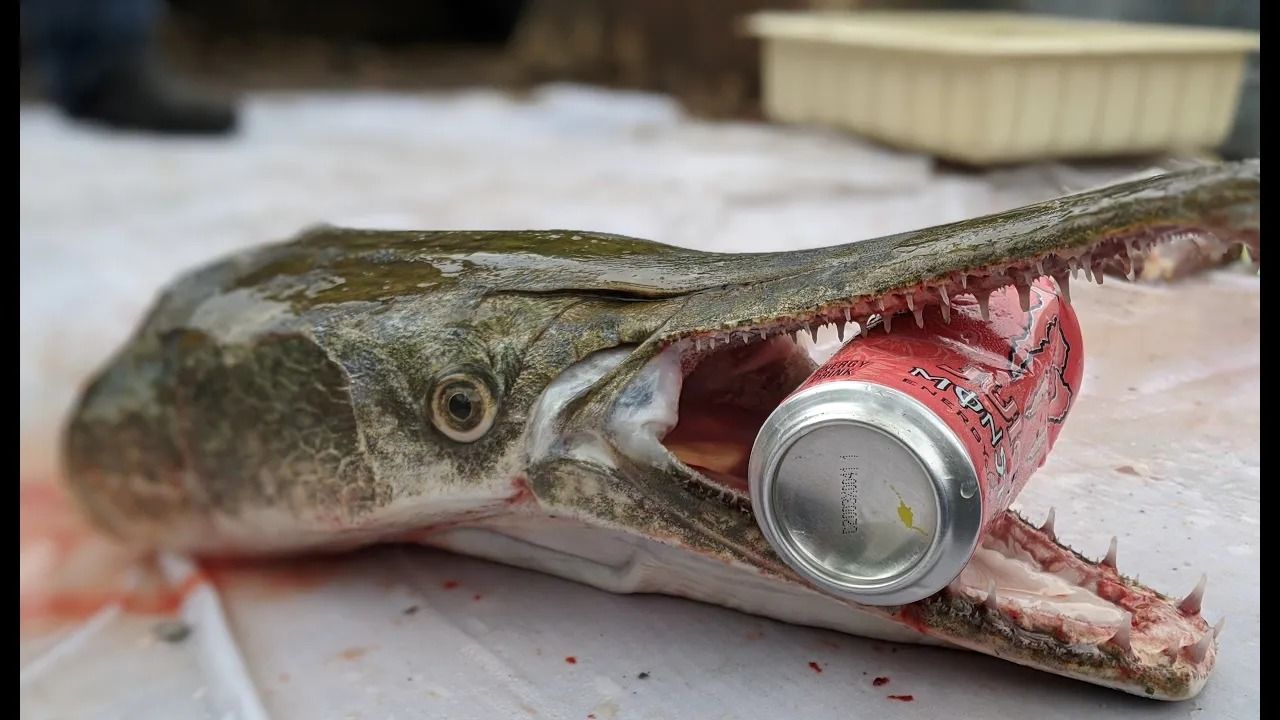 (ویدئو) برش زدن تمساح ماهی کمیاب 21 کیلوگرمی با اره برقی