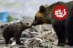 ببینید| توله خرس قهوه‌ای در حال تغذیه از لاشه مادر خود؟