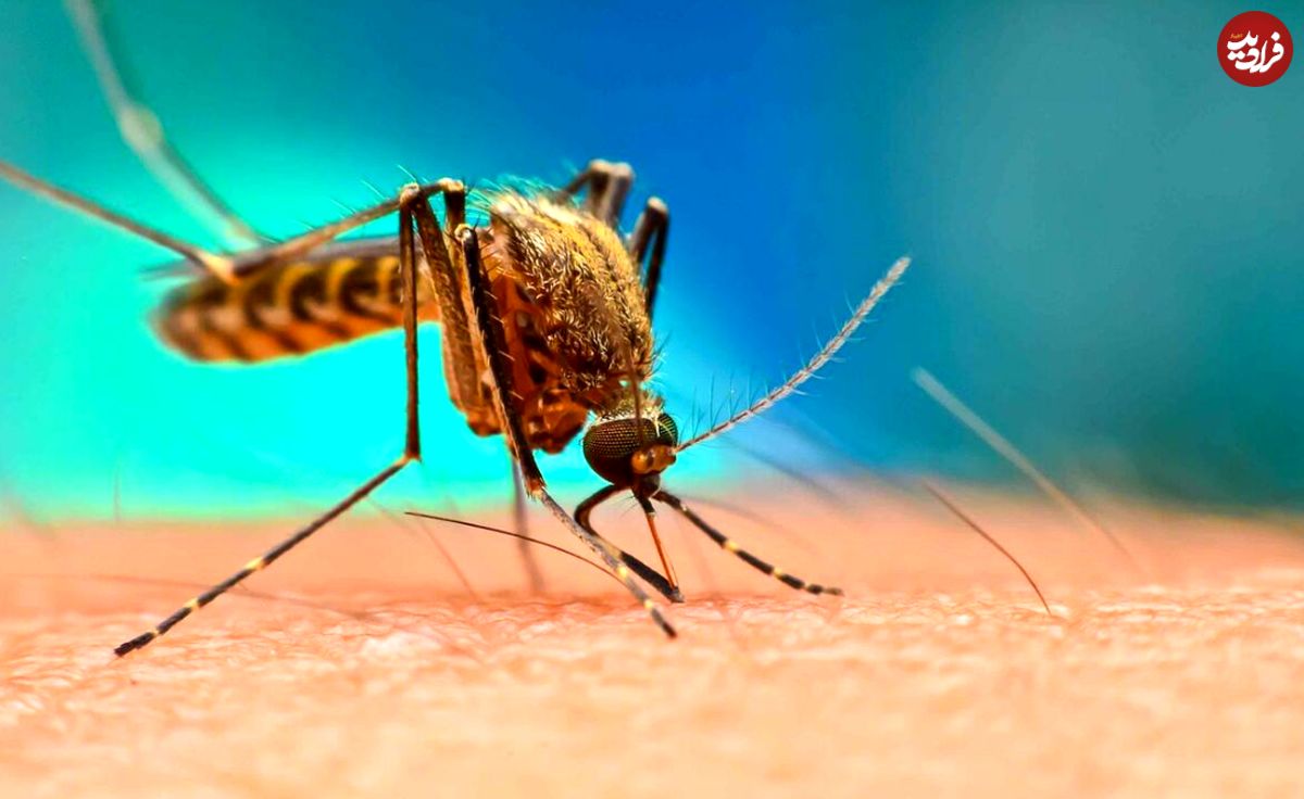 ( ویدیو) وقتی پشه مالاریا شما را نیش می‌زند چه اتفاقی می‌افتد؟