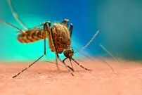 ( ویدیو) وقتی پشه مالاریا شما را نیش می‌زند چه اتفاقی می‌افتد؟