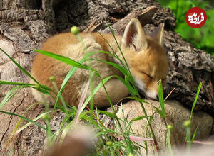 تصاویر جالب و بامزه از حیوانات خواب آلود؛ خواب شیرین طبیعت