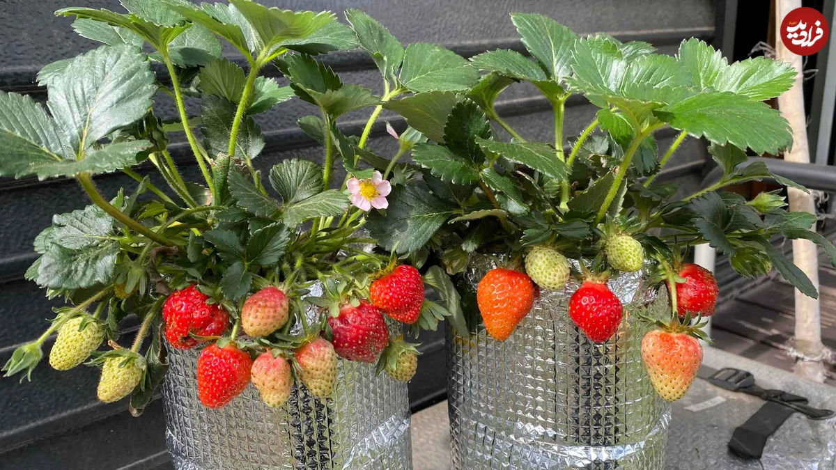 (ویدئو) نحوه پرورش توت فرنگی در بطری های پلاستیکی بدون استفاده از خاک