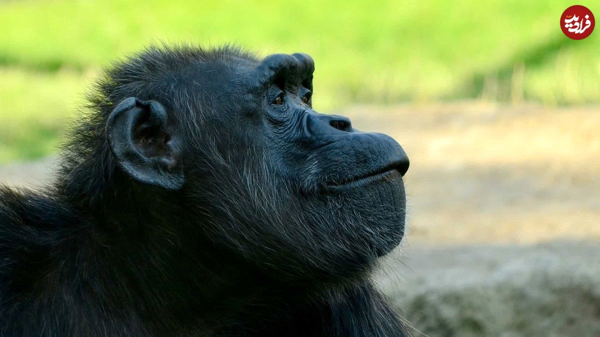رفتار خارق‌العاده شامپانزه‌؛ جنگیدن به سبک انسان!