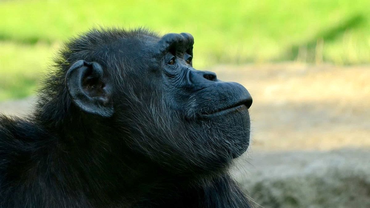 رفتار خارق‌العاده شامپانزه‌؛ جنگیدن به سبک انسان!
