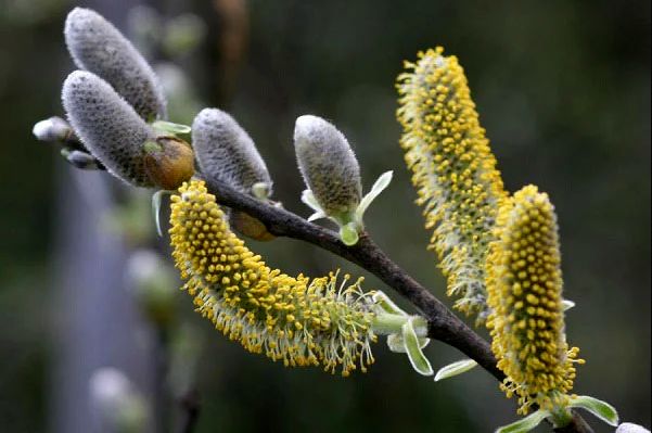  این عرق گیاهی دقیقا عمل آسپرین را در بدن انجام می دهد