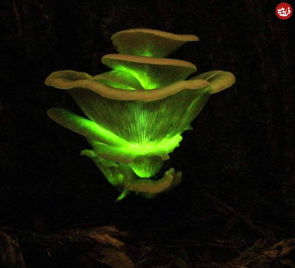 (ویدیو) تصاویر خیره‌کننده از قارچ شبح؛ زیبایی وصف‌ناپذیر شبانه این گیاه را ببینید