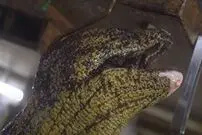 (ویدئو) قصابی وحشیانه مار ماهی زنده در ژاپن!