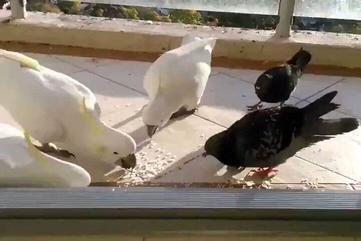 (ویدئو) برخورد قاطع طوطی با کبوتر شکمو سر سفره غذا 