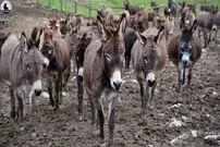 (ویدئو) فرآیند تماشایی پرورش و فرآوری شیر الاغ توسط اسپانیایی ها