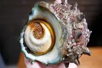 ببینید| غذای خیابانی در ژاپن؛ کباب و ساشیمی با حلزون توربان در اوکیناوا