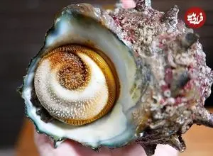 ببینید| غذای خیابانی در ژاپن؛ کباب و ساشیمی با حلزون توربان در اوکیناوا