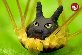 ببینید| مرموز ترین حیوان روی کره زمین؛ عنکبوتی شبیه سگ اما بدون بدن! 