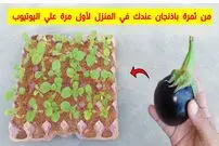 (ویدئو) چگونه بادمجان را در شانه تخم مرغ بکاریم و پرورش دهیم؟