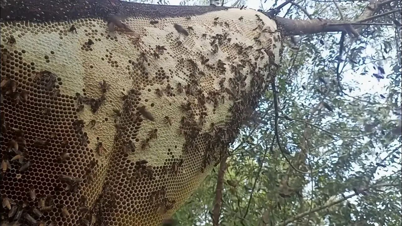 (ویدئو) چگونه اندونزیایی ها عسل وحشی را از روی درخت های بلند برداشت می کنند؟