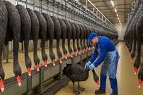 ببینید| چگونه چینی ها هزاران قوی سیاه پرورش می دهند؟