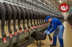 ببینید| چگونه چینی ها هزاران قوی سیاه پرورش می دهند؟