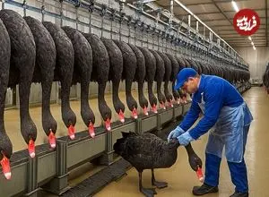 ببینید| چگونه چینی ها هزاران قوی سیاه پرورش می دهند؟