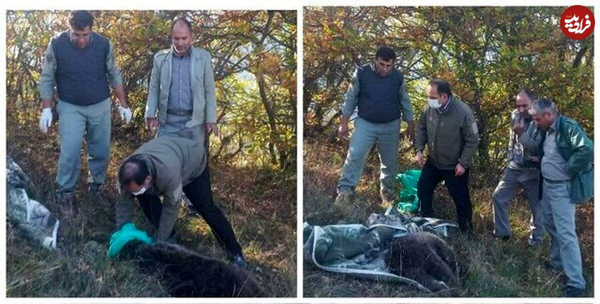 زنده‌گیری یک قلاده خرس مهاجم در شهرستان هوراند