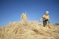 عکس| سفر زمان؛ زن اصفهانی در حال خرمن‌کوبی با گاو؛ 75 سال قبل