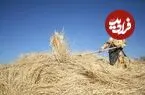 عکس| سفر زمان؛ زن اصفهانی در حال خرمن‌کوبی با گاو؛ 75 سال قبل