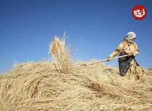 عکس| سفر زمان؛ زن اصفهانی در حال خرمن‌کوبی با گاو؛ 75 سال قبل