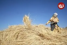 عکس| سفر زمان؛ زن اصفهانی در حال خرمن‌کوبی با گاو؛ 75 سال قبل