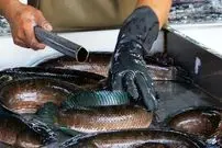 ببینید| غذای خیابانی در تایلند؛ برش ماهی سرماری و پخت سوپ با آن در بانکوک