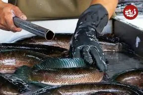 ببینید| غذای خیابانی در تایلند؛ برش ماهی سرماری و پخت سوپ با آن در بانکوک