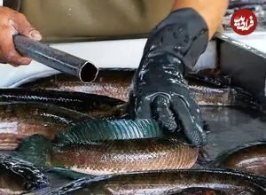 ببینید| غذای خیابانی در تایلند؛ برش ماهی سرماری و پخت سوپ با آن در بانکوک