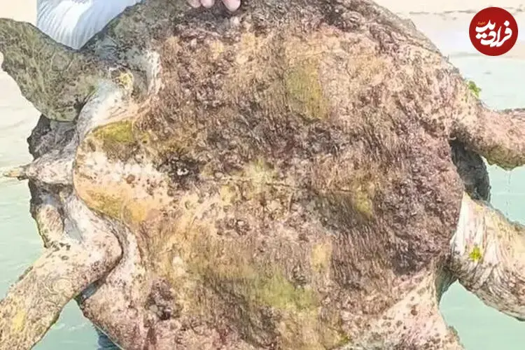 ببینید| نجات لاک‌پشت گرفتار خزه و بارناکل در کیش