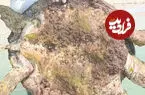 ببینید| نجات لاک‌پشت گرفتار خزه و بارناکل در کیش