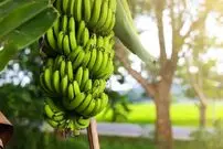(ویدئو) در این ویدیو مزرعه پروش موز را می بینید