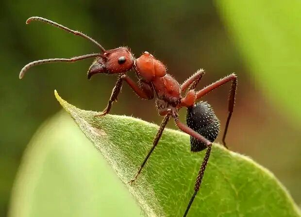( عکس) مورچه‌ای عظیم‌الجثه به بزرگی یک پرنده!