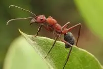 ( عکس) مورچه‌ای عظیم‌الجثه به بزرگی یک پرنده!